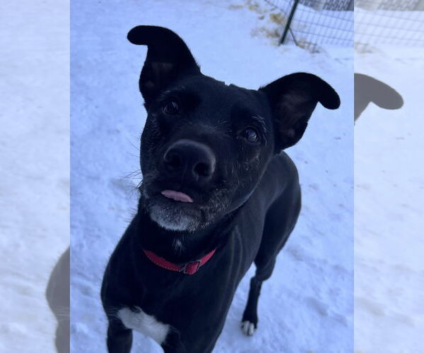 Medium Photo #4 Unknown-Whippet Mix Puppy For Sale in Webster, WI, USA