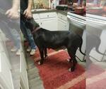 Small Photo #1 Great Dane Puppy For Sale in CLAYTON, NC, USA