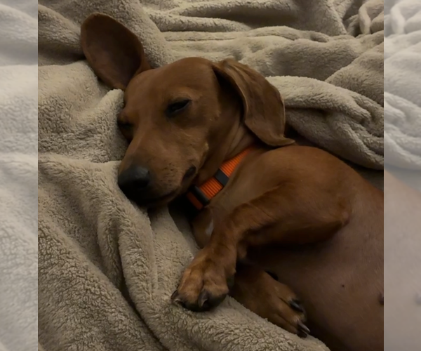 Medium Photo #4 Dachshund Puppy For Sale in St. Louis Park, MN, USA