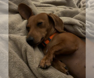 Cedar - Male Dachshund Dog for Adoption - Photo #4