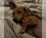 Small Photo #4 Dachshund Puppy For Sale in St. Louis Park, MN, USA