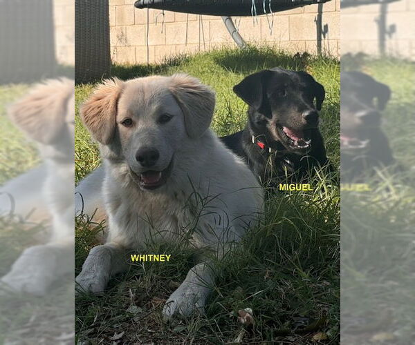 Medium Photo #3 Labrador Retriever-Unknown Mix Puppy For Sale in Woodland Hills, CA, USA