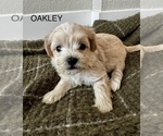 Puppy OAKLEY Zuchon