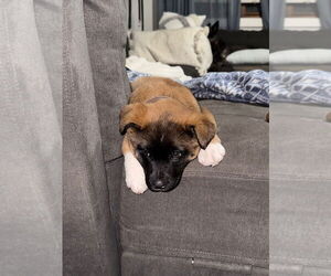 Akita-Unknown Mix Dogs for adoption in Plainfield, IL, USA