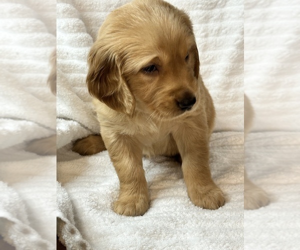 Medium Photo #5 Golden Retriever Puppy For Sale in BRANDON, FL, USA