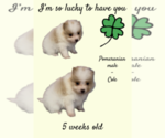 Small Photo #3 Pomeranian Puppy For Sale in AZLE, TX, USA