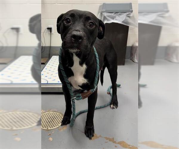 Medium Photo #1 Mutt Puppy For Sale in Peoria, IL, USA