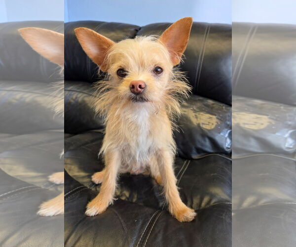 Medium Photo #1 Chihuahua-Unknown Mix Puppy For Sale in Cliffwood, NJ, USA