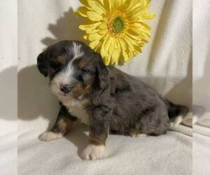Bernedoodle-Poodle (Miniature) Mix Puppy for sale in FT PLAIN, NY, USA