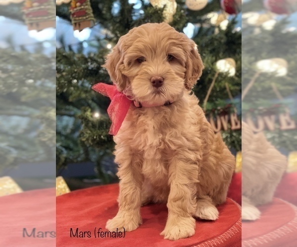 Medium Photo #1 Australian Labradoodle Puppy For Sale in BATTLE GROUND, WA, USA