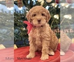 Small Photo #1 Australian Labradoodle Puppy For Sale in BATTLE GROUND, WA, USA