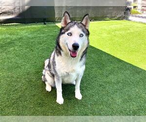 Siberian Husky Dogs for adoption in Orange, CA, USA