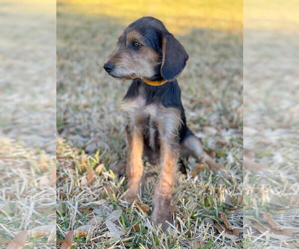 Medium Photo #7 Beagle-Unknown Mix Puppy For Sale in PIPE CREEK, TX, USA