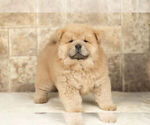 Small Photo #12 Chow Chow Puppy For Sale in NAPPANEE, IN, USA