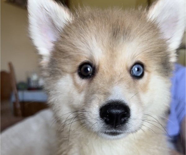 Medium Photo #1 Pomsky Puppy For Sale in NAPLES, FL, USA
