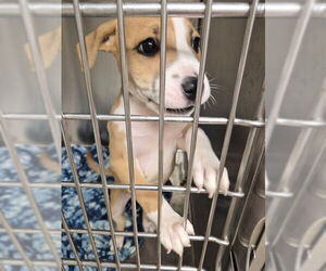American Pit Bull Terrier Dogs for adoption in Decatur, IL, USA