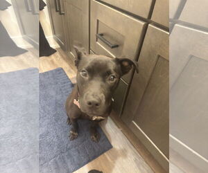 American Pit Bull Terrier-Labrador Retriever Mix Dogs for adoption in Coldwater, MI, USA