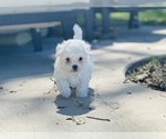 Small Photo #22 Bichpoo Puppy For Sale in MELROSE, FL, USA