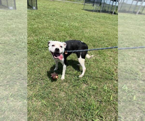 Medium Photo #3 Mutt Puppy For Sale in Abbeville, LA, USA
