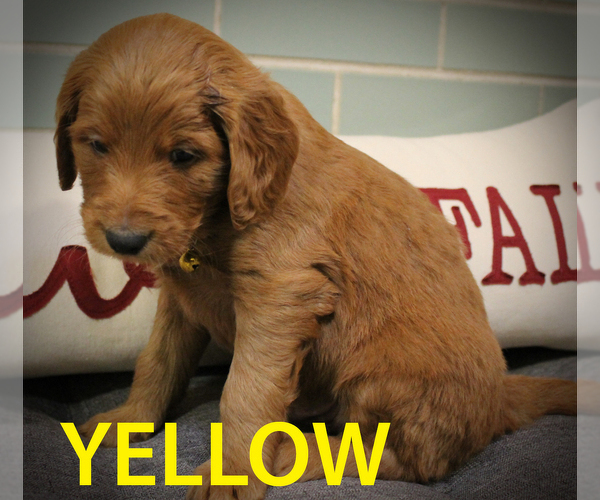 Medium Photo #1 Goldendoodle Puppy For Sale in OAK LAWN, IL, USA