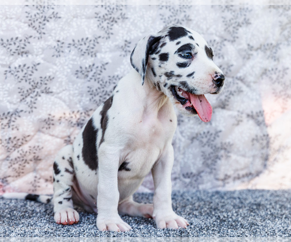 Medium Photo #3 Great Dane Puppy For Sale in WAKARUSA, IN, USA