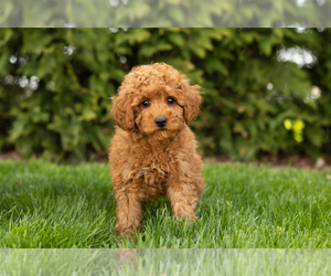 Poodle (Miniature) Puppy for sale in BREMEN, IN, USA