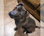Small Photo #14 American Pit Bull Terrier Puppy For Sale in Clinton , MI, USA