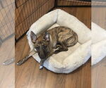 Small #1 Bulldog Mix