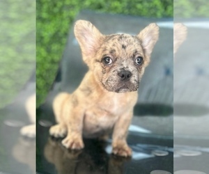 French Bulldog Puppy for sale in SAN JOSE, CA, USA