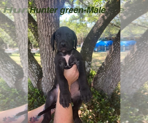 Medium Photo #23 Great Dane Puppy For Sale in FORT DENAUD, FL, USA