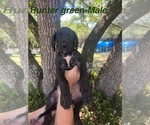 Small #22 Great Dane