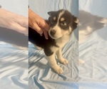 Small Photo #2 Pomsky-Shiba Inu Mix Puppy For Sale in NASHUA, NH, USA