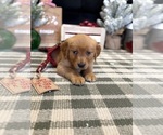 Small Photo #46 Golden Retriever Puppy For Sale in LAKELAND, FL, USA