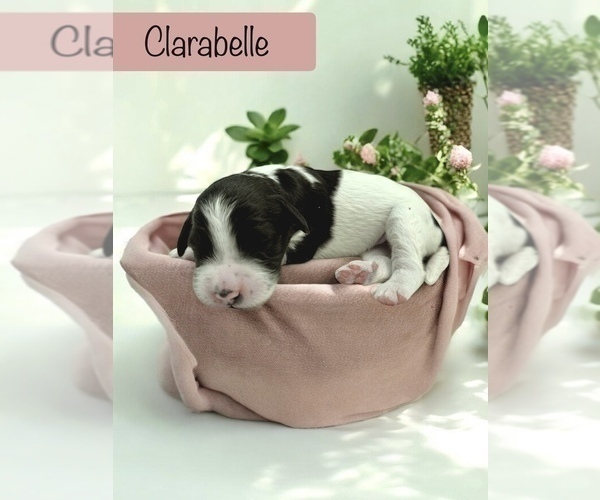 Medium Photo #8 Bernedoodle Puppy For Sale in MENIFEE, CA, USA