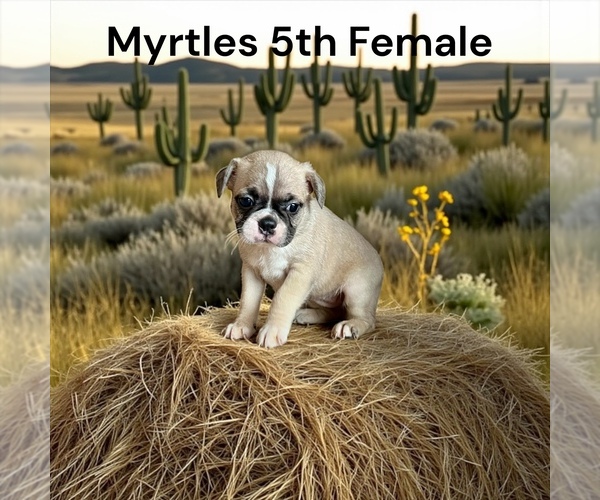 Medium Photo #6 Boston Terrier Puppy For Sale in EWING, KY, USA