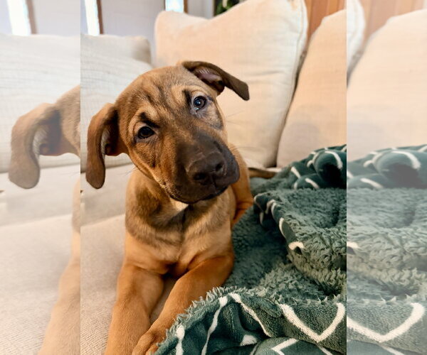 Medium Photo #12 Colonial Cocker Spaniel-Labrador Retriever Mix Puppy For Sale in St. Louis Park, MN, USA