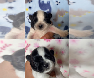 Shih Tzu Puppy for sale in EXETER, CA, USA