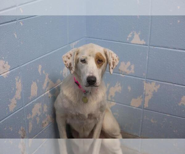 Medium Photo #1 Aussiedor Puppy For Sale in Mountain Home, AR, USA