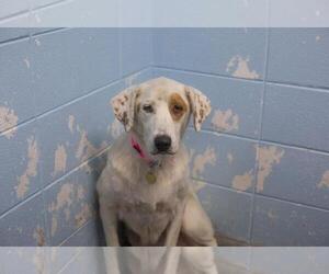Aussiedor Dogs for adoption in Mountain Home, AR, USA