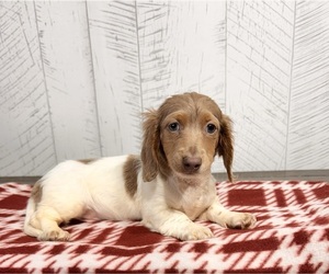 Dachshund Puppy for sale in MIDDLEBURY, IN, USA