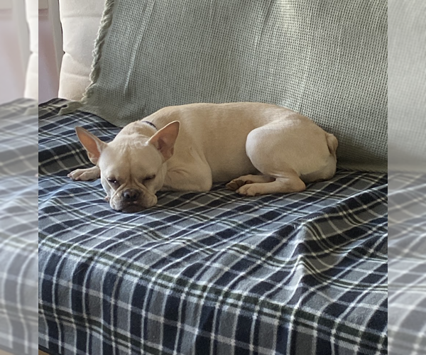 Medium Photo #4 French Bulldog Puppy For Sale in Brooklyn, NY, USA