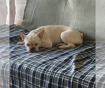 Small #3 French Bulldog