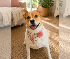 Layla - Female Mutt Dog for Adoption - Photo #3