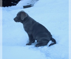 Labrador Retriever Puppy for sale in CLAYTON, WA, USA