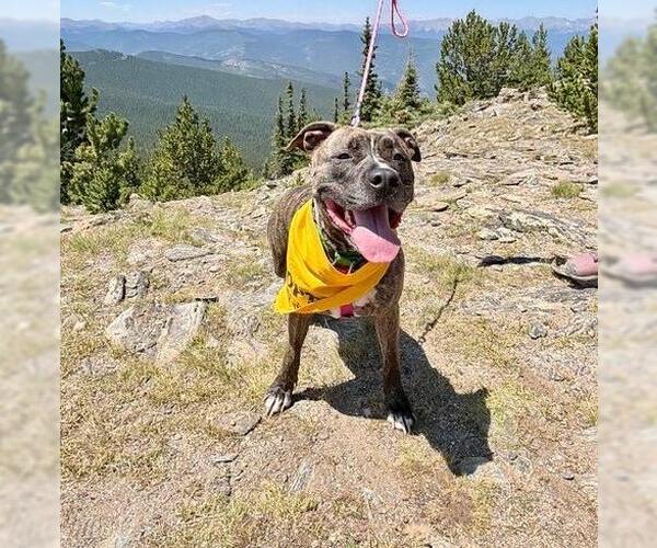 Medium Photo #2 American Pit Bull Terrier-Catahoula Leopard Dog Mix Puppy For Sale in Denver, CO, USA