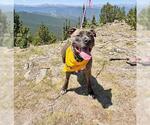 Small #1 American Pit Bull Terrier-Catahoula Leopard Dog Mix