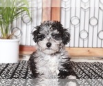 Small Photo #2 Poovanese Puppy For Sale in NAPLES, FL, USA