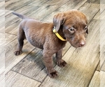 Puppy Yellow female Labrador Retriever