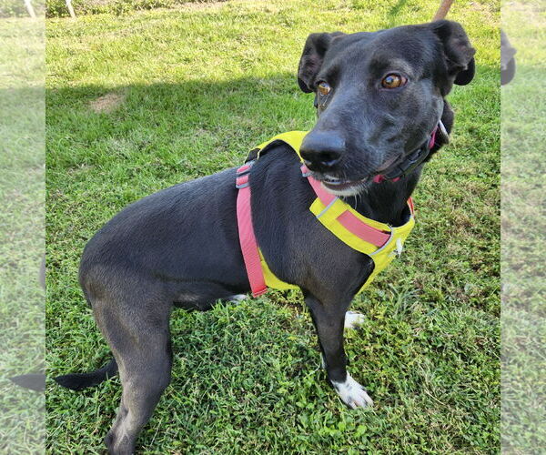 Medium Photo #12 Labrador Retriever-Unknown Mix Puppy For Sale in Mount Laurel, NJ, USA