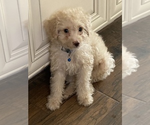 Pom-A-Poo-Poodle (Toy) Mix Puppy for sale in RIVERSIDE, CA, USA